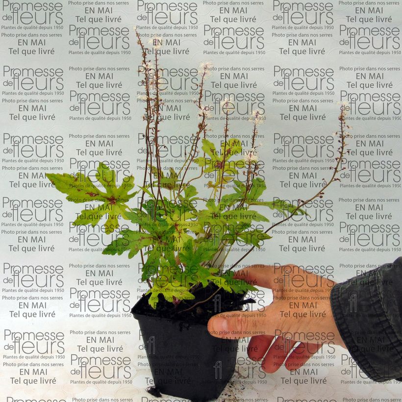 Exemple de spécimen de Tiarelle - Tiarella Arpeggio Godet de 9cm tel que livré