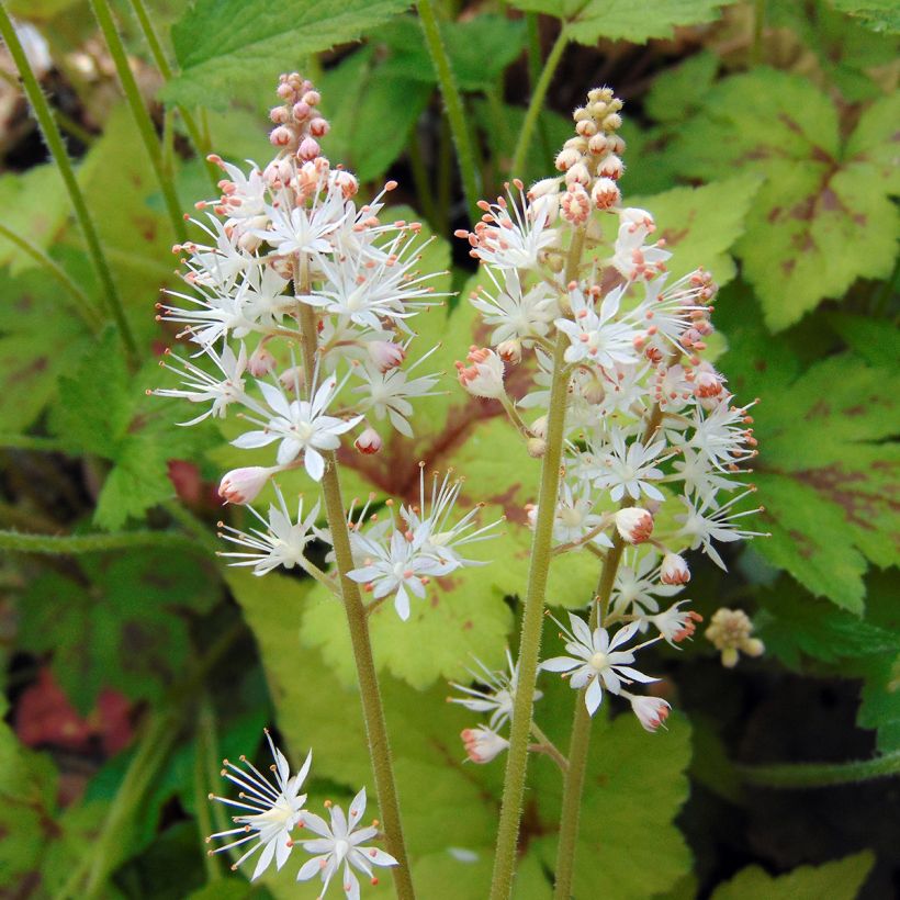 Tiarelle - Tiarella Running Tiger (Floraison)