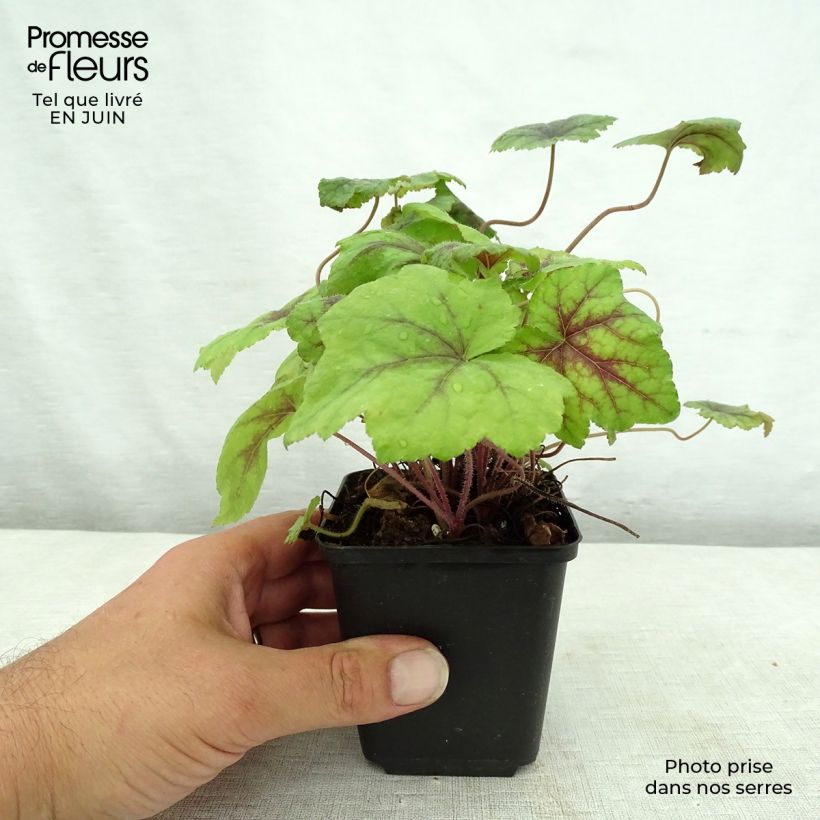 Spécimen de Tiarelle - Tiarella Running Tiger Godet de 8/9 cm tel que livré en été