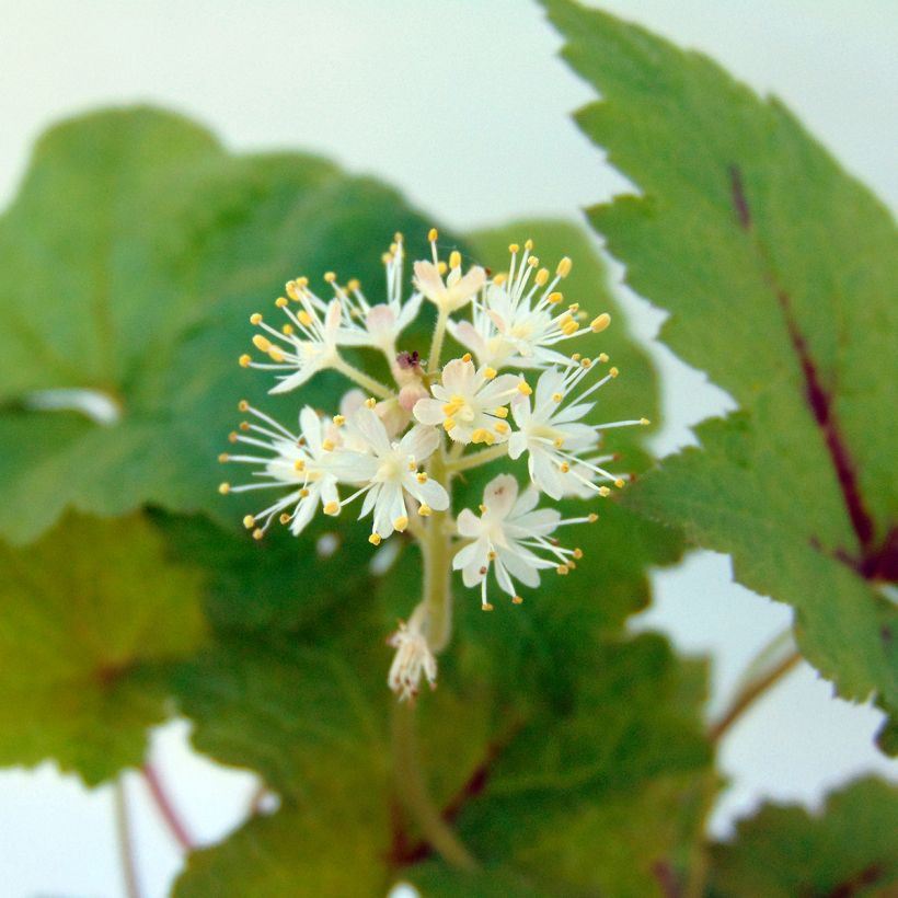 Tiarelle - Tiarella Tiger Stripe (Floraison)