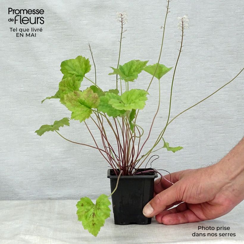 Spécimen de Tiarelle - Tiarella Tiger Stripe Godet de 8 cm tel que livré au printemps