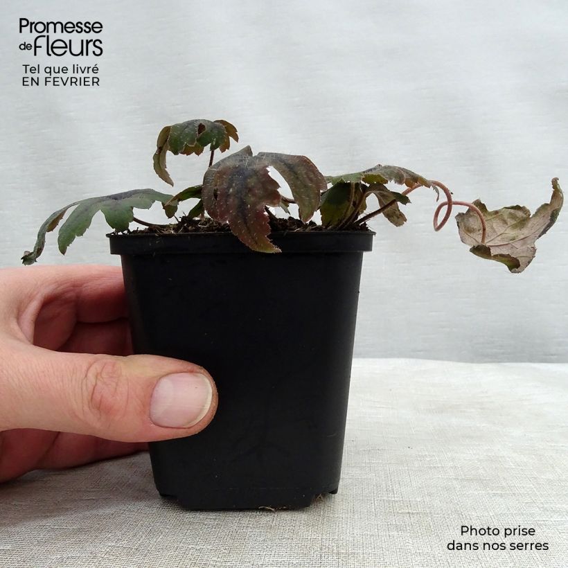 Spécimen de Tiarelle - Tiarella cordifolia Mint Chocolate Godet de 8/9 cm tel que livré en hiver