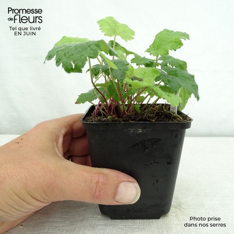 Spécimen de Tiarelle - Tiarella cordifolia Moorgrun Godet de 8/9 cm tel que livré en été