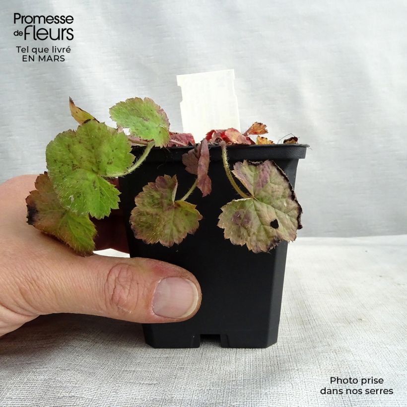 Spécimen de Tiarelle - Tiarella cordifolia en godet de 9 cm tel que livré au printemps