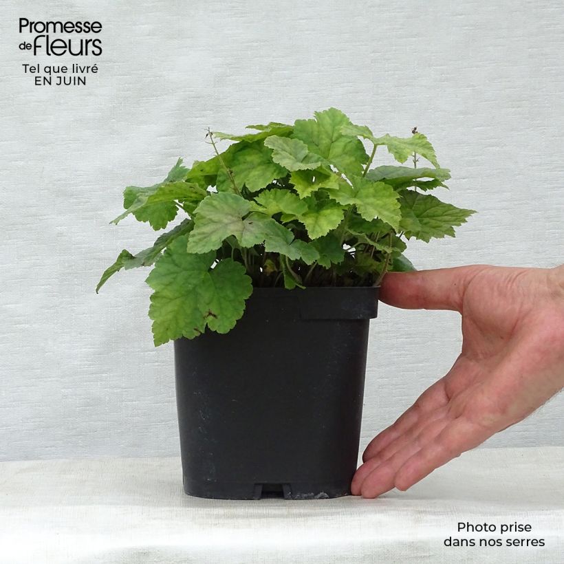 Spécimen de Tiarelle - Tiarella cordifolia Pot de 2L/3L tel que livré en été