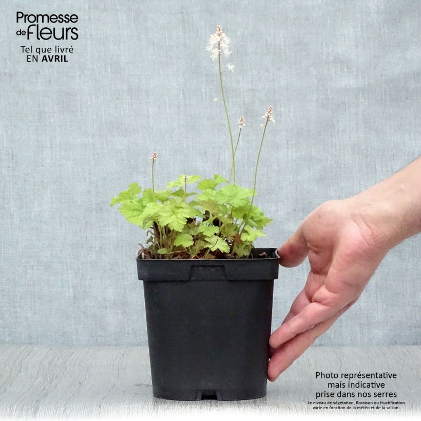 Spécimen de Tiarelle - Tiarella cordifolia en pot de 2/3 litres tel que livré au printemps