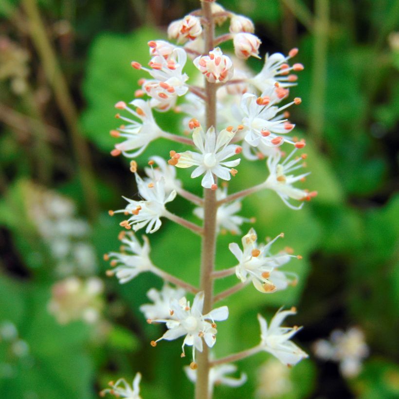 Tiarelle - Tiarella wherryi (Floraison)