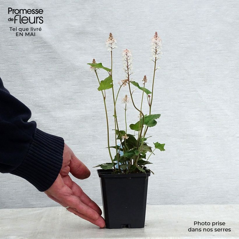 Spécimen de Tiarelle - Tiarella wherryi Godet de 9cm tel que livré au printemps