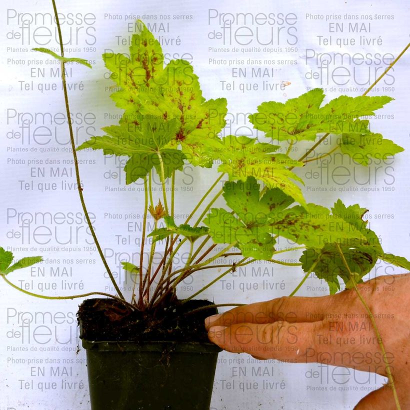 Exemple de spécimen de Tiarelle Hybride - Tiarella Ninja Godet de 9cm tel que livré