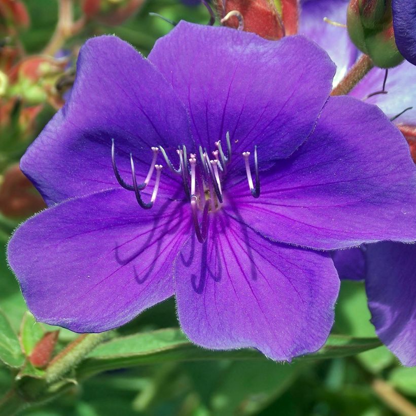 Tibouchina Groovy baby - Tibouchina nain (Floraison)