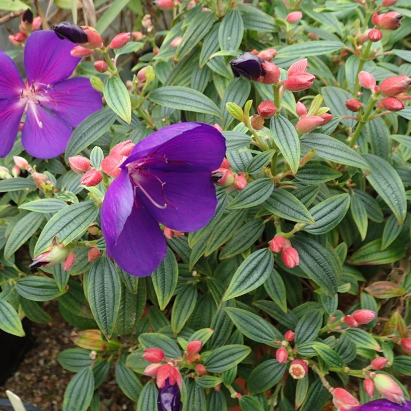 Tibouchina Groovy baby - Tibouchina nain (Port)