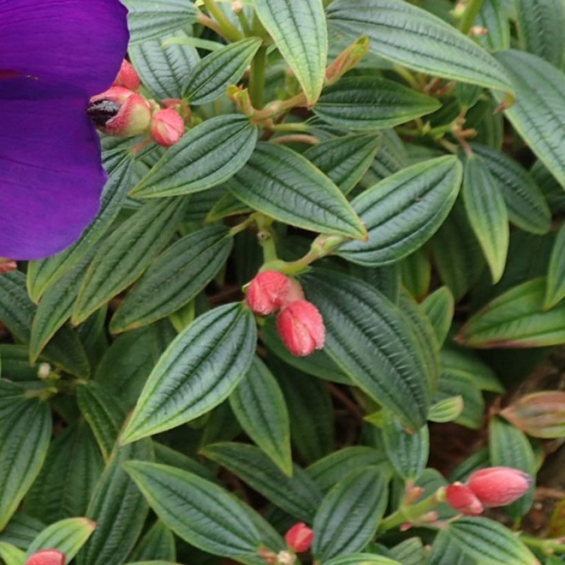 Tibouchina Groovy baby - Tibouchina nain (Feuillage)