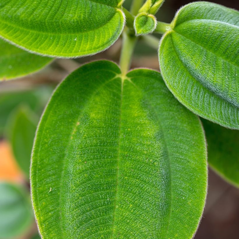 Tibouchina semidecandra - Lasiandra (Feuillage)