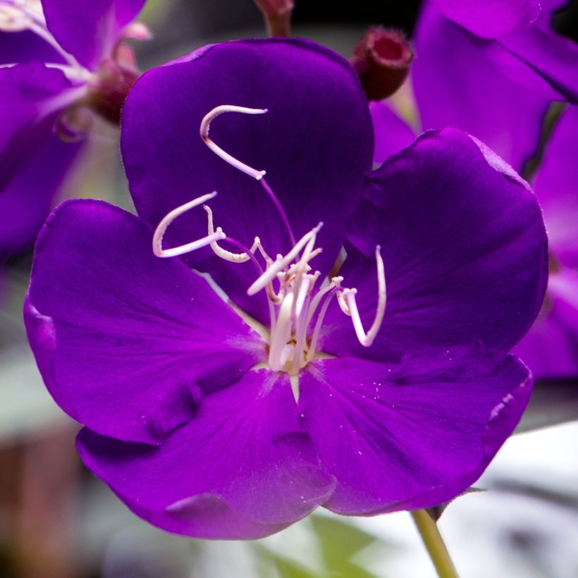 Tibouchina semidecandra - Lasiandra (Floraison)