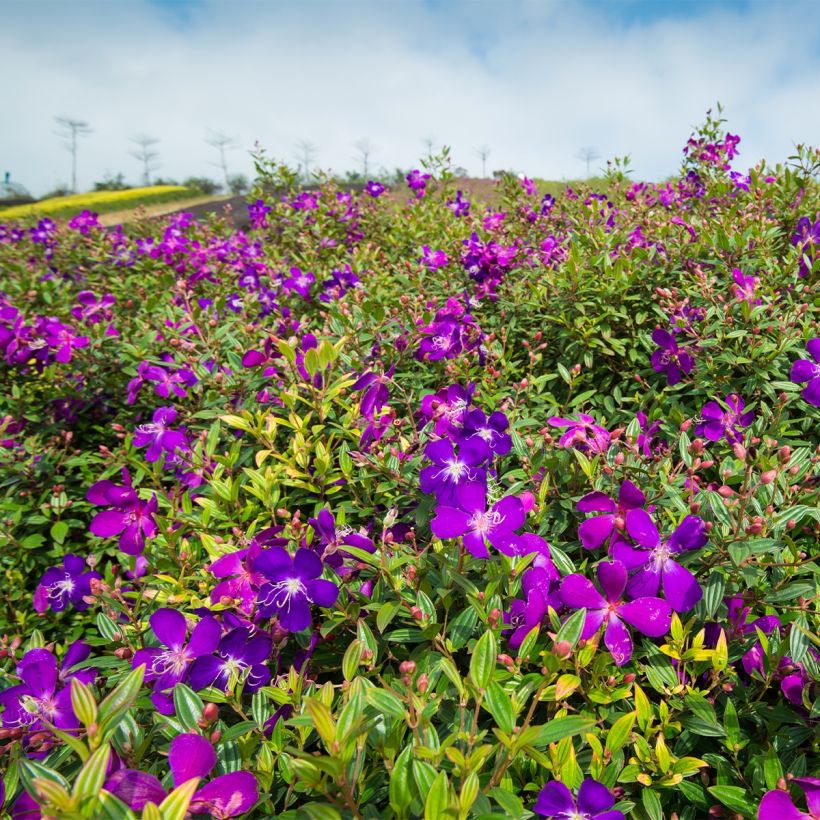 Tibouchina semidecandra - Lasiandra (Port)