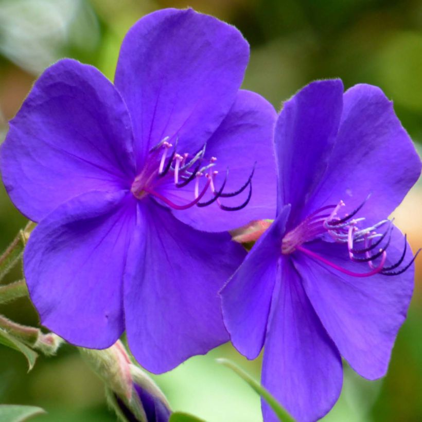 Tibouchina urvilleana - Tibouchine d'Urville. (Floraison)