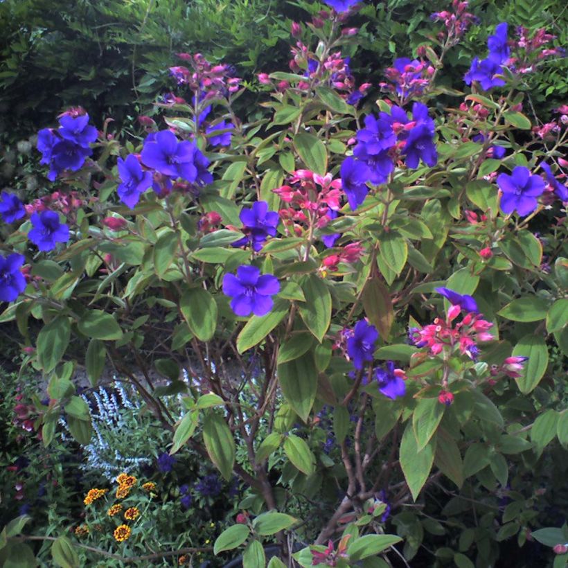 Tibouchina urvilleana - Tibouchine d'Urville. (Port)