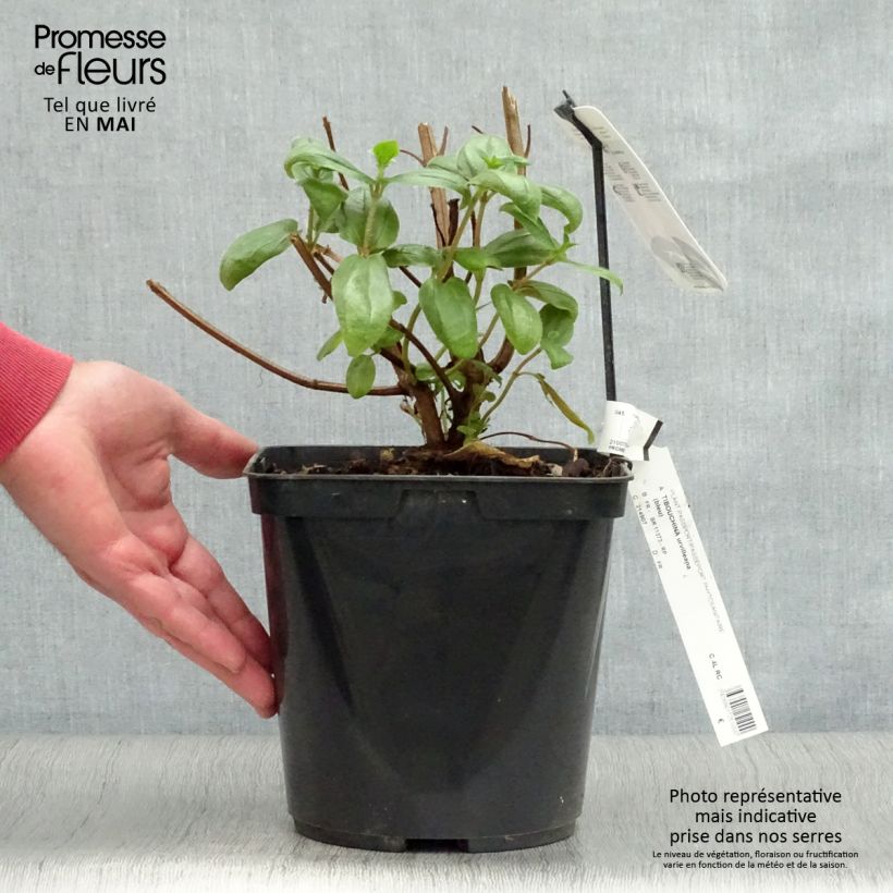 Spécimen de Tibouchina urvilleana - Tibouchine d'Urville. Pot de 4L/5L tel que livré au printemps
