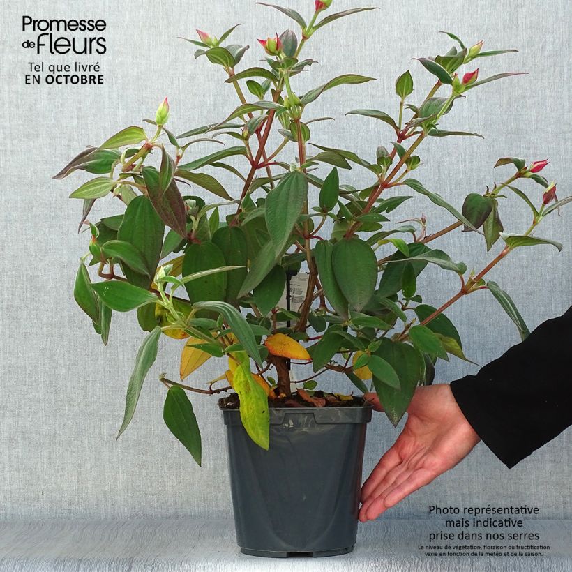 Spécimen de Tibouchina urvilleana - Tibouchine d'Urville Pot de 4L/5L tel que livré en automne