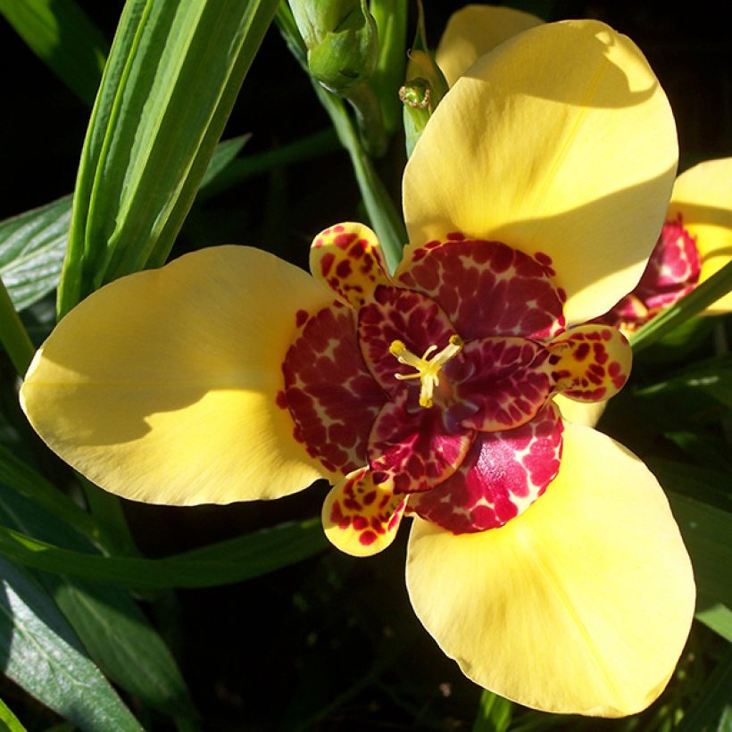 Tigridia pavonia Aurea - Oeil de Paon (Floraison)