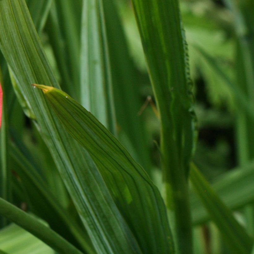 Tigridia pavonia Speciosa - Oeil de Paon (Feuillage)