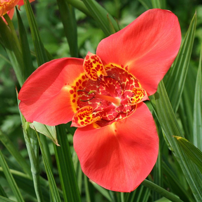 Tigridia pavonia Speciosa - Oeil de Paon (Floraison)