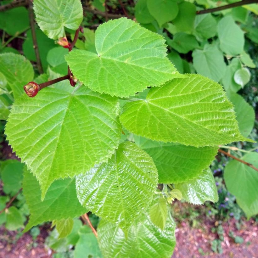 Tilia cordata - Tilleul à petites feuilles (Feuillage)