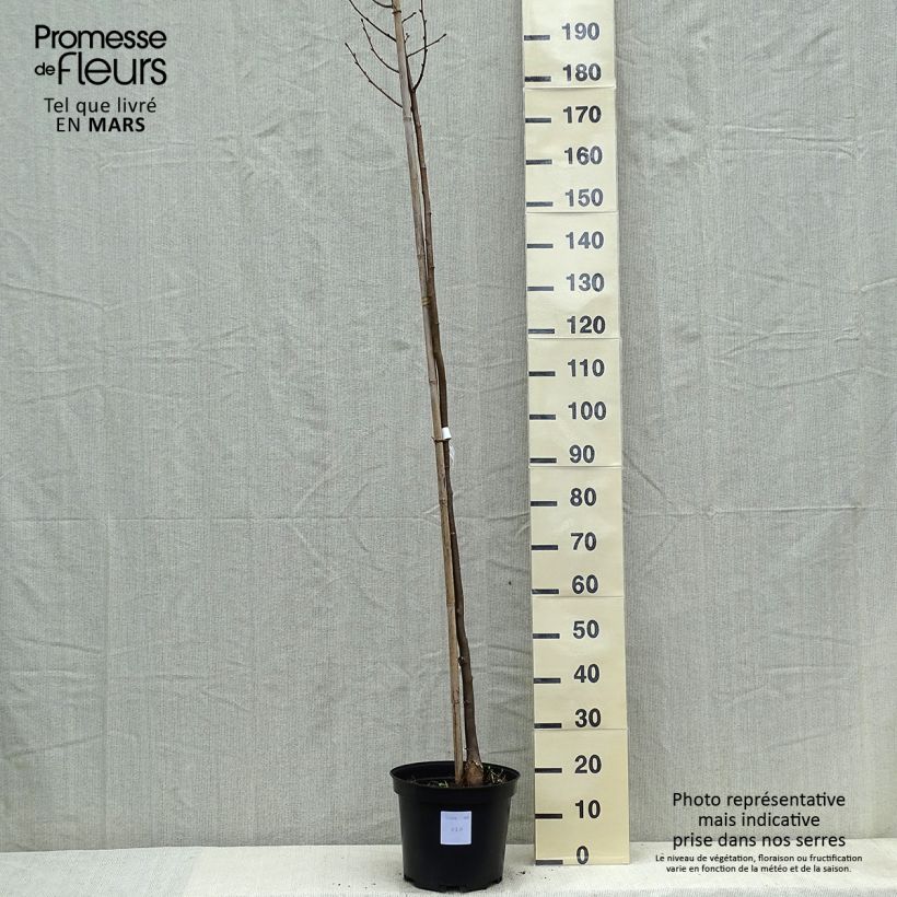 Spécimen de Tilia cordata Greenspire - Tilleul à petites feuilles tel que livré au printemps