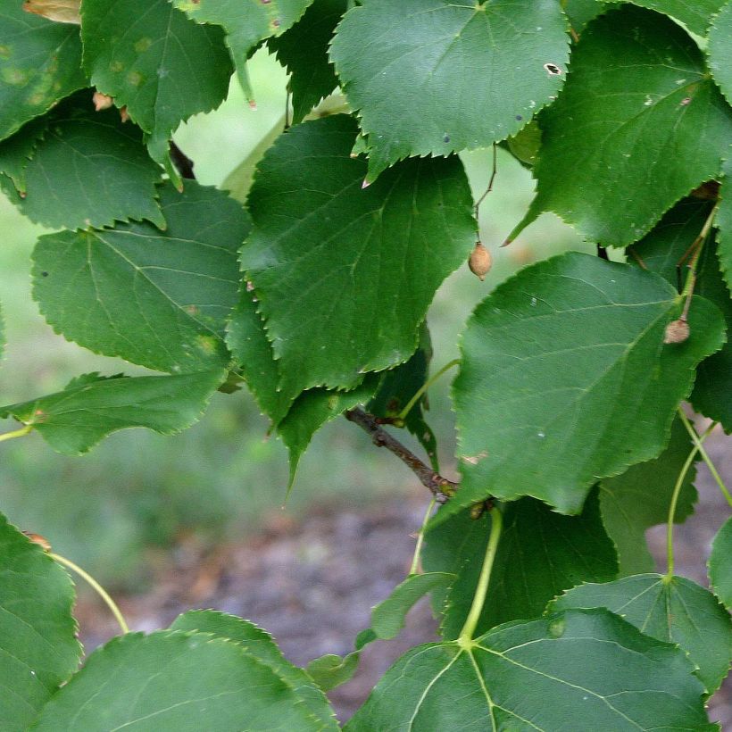Tilia cordata Greenspire - Tilleul à petites feuilles (Feuillage)