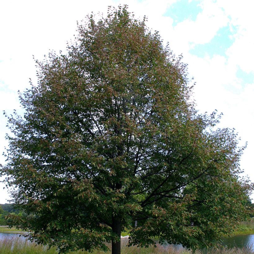 Tilia cordata Greenspire - Tilleul à petites feuilles (Port)