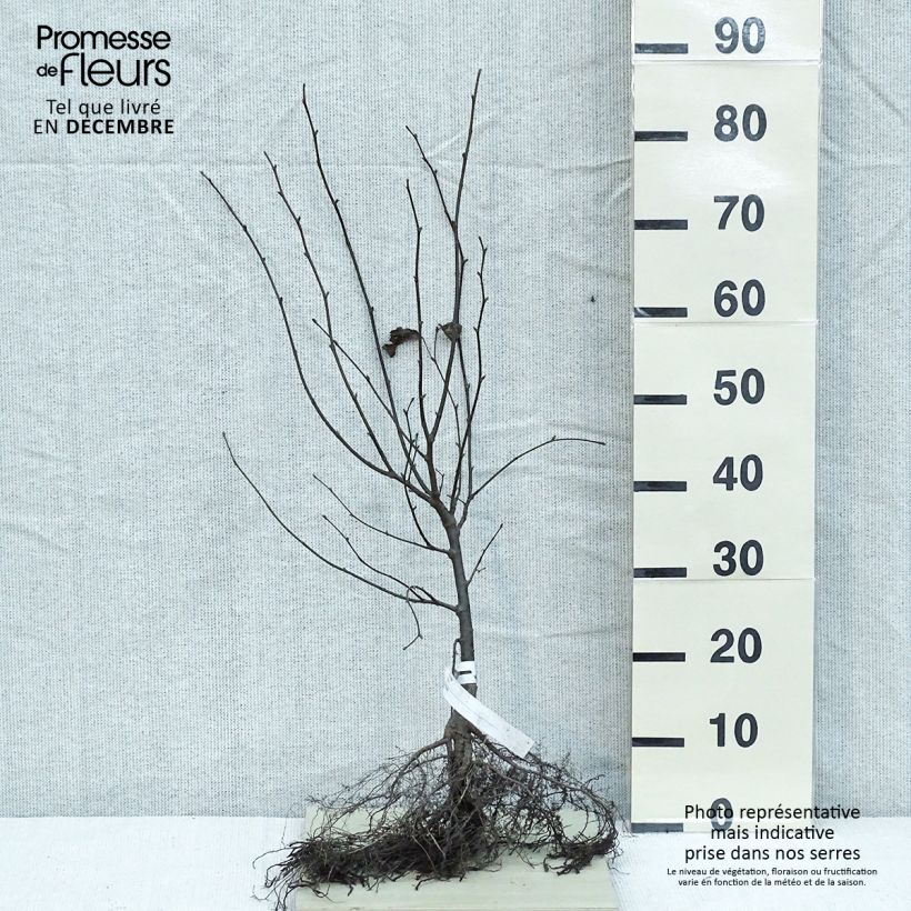 Spécimen de Tilia cordata - Tilleul à petites feuilles en racines nues 60/90 cm tel que livré en hiver