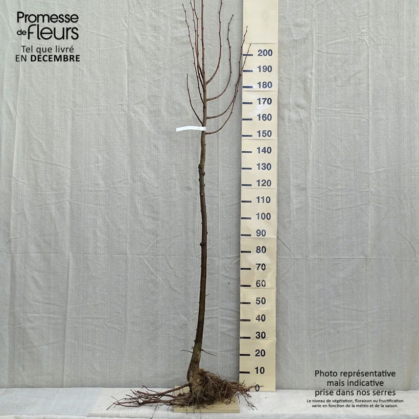 Spécimen de Tilia cordata - Tilleul à petites feuilles en racines nues tige 8/10 tel que livré en hiver
