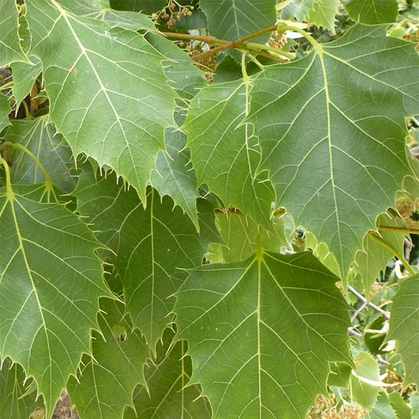 Tilleul de Henry - Tilia henryana (Feuillage)