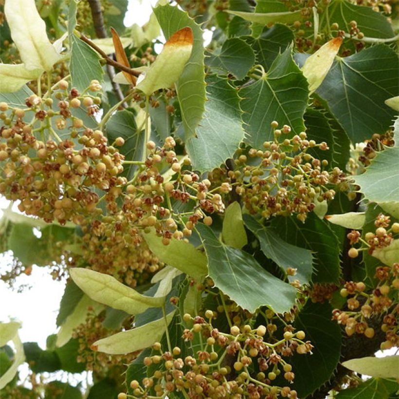 Tilleul de Henry, Tilia henryana : Plantation, Entretien