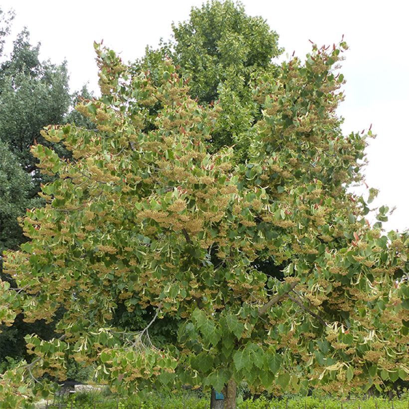 Tilleul de Henry - Tilia henryana (Port)