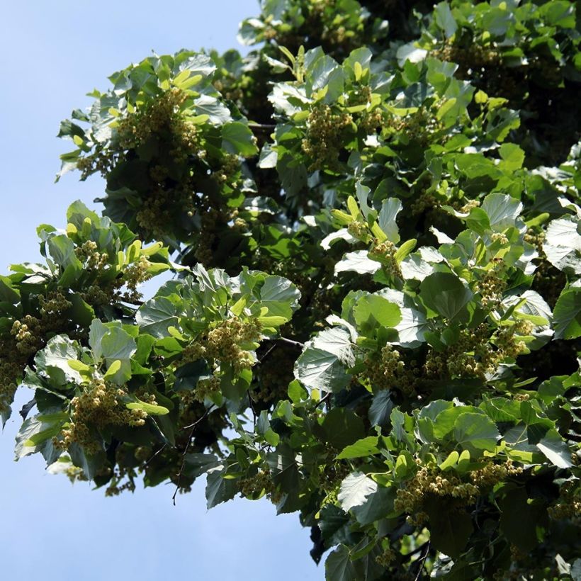 Tilleul à grandes feuilles - Tilia platyphyllos (Feuillage)