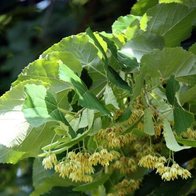 Tilleul à grandes feuilles - Tilia platyphyllos (Floraison)