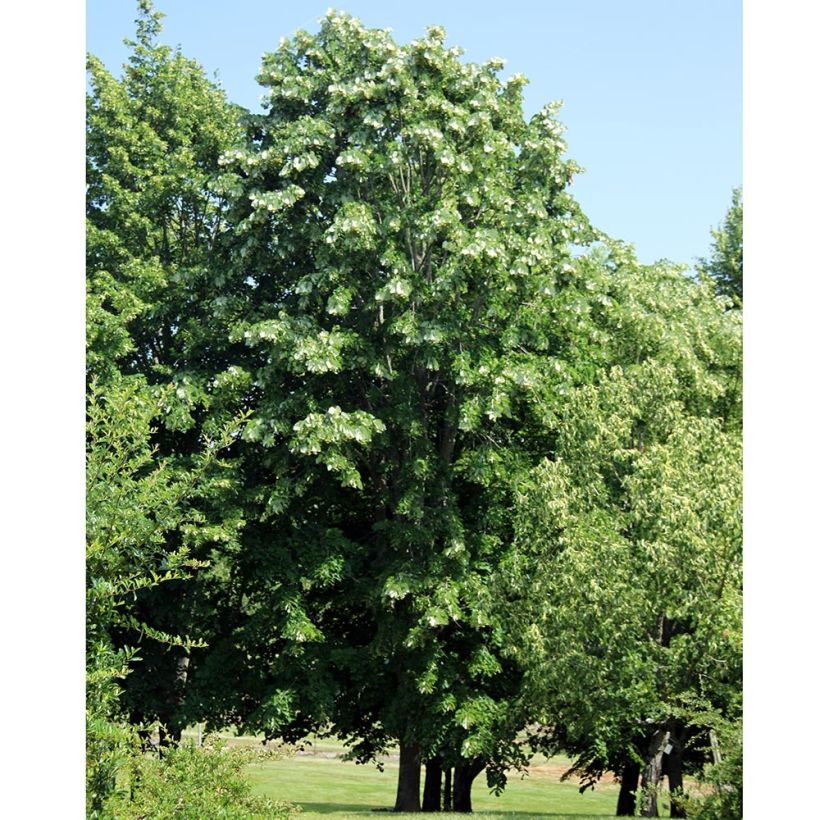 Tilleul à grandes feuilles - Tilia platyphyllos (Port)