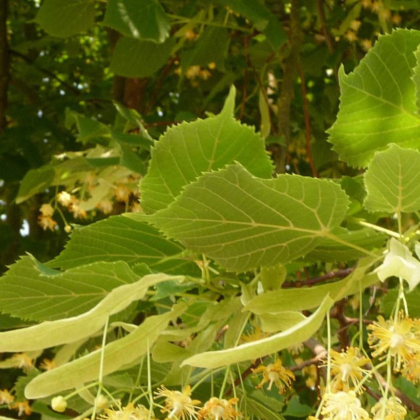 Tilleul à grandes feuilles - Tilia platyphyllos Rubra (Feuillage)