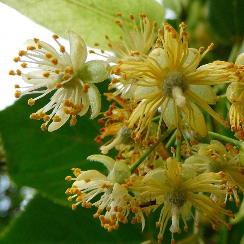 Tilleul à grandes feuilles - Tilia platyphyllos Rubra (Floraison)