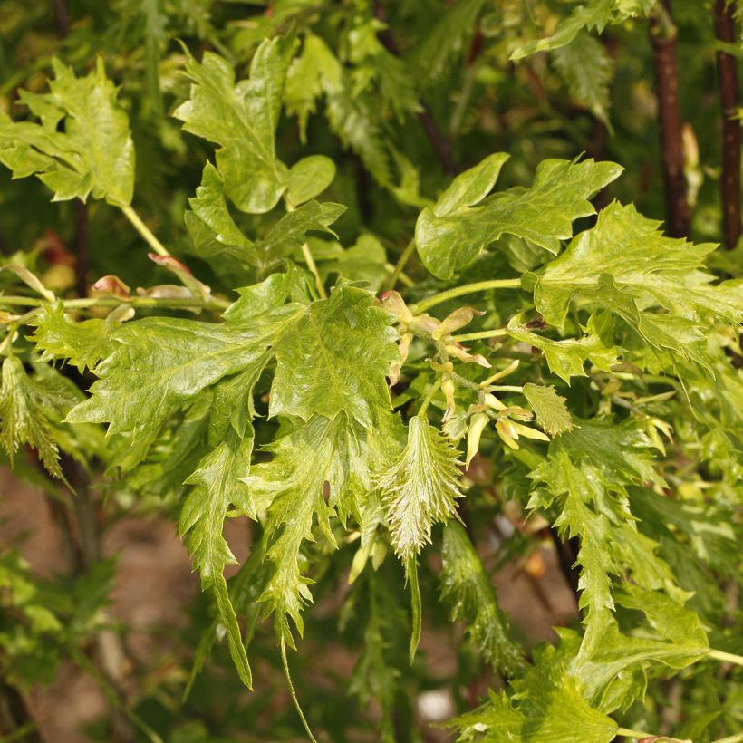 Tilleul hybride - Tilia x platyphyllos Henryk Eder (Feuillage)