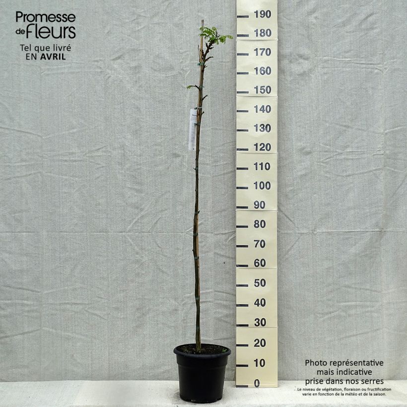 Spécimen de Tipuana tipu - Palo rosa, tipa - Pot de 7,5L/10L tel que livré au printemps