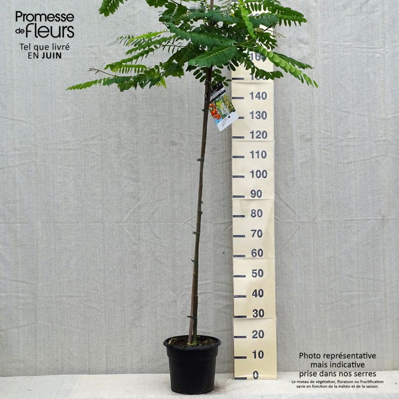 Spécimen de Tipuana tipu - Palo rosa, tipa Pot de 7,5L/10L tel que livré en été