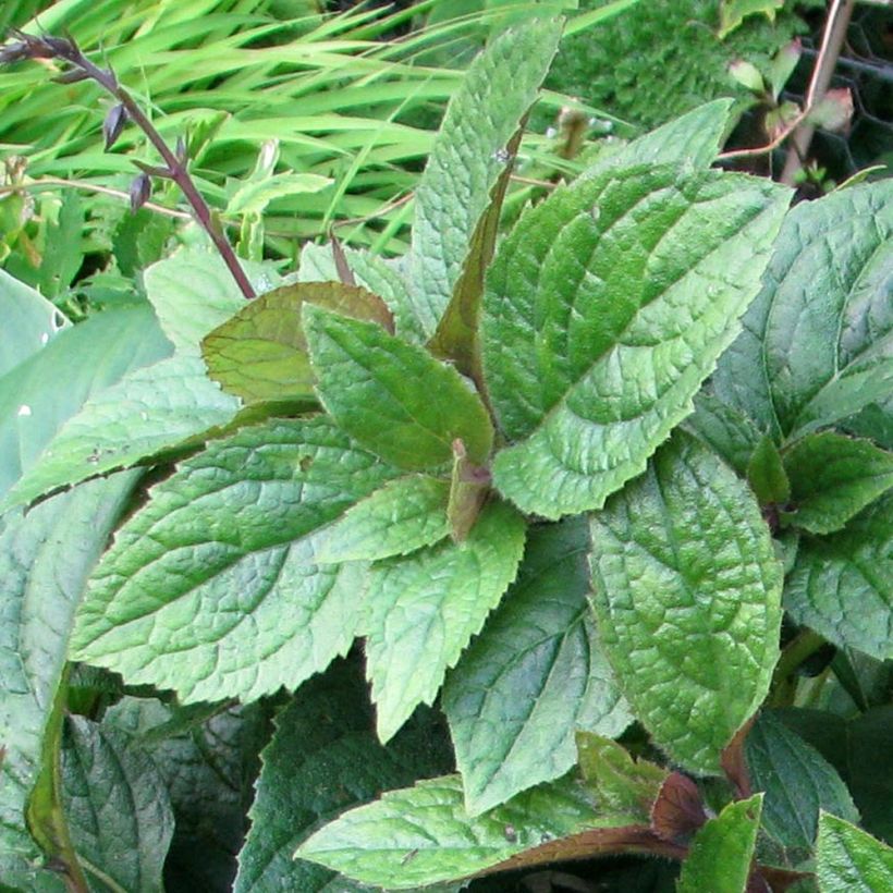 Titanotrichum oldhamii  (Feuillage)