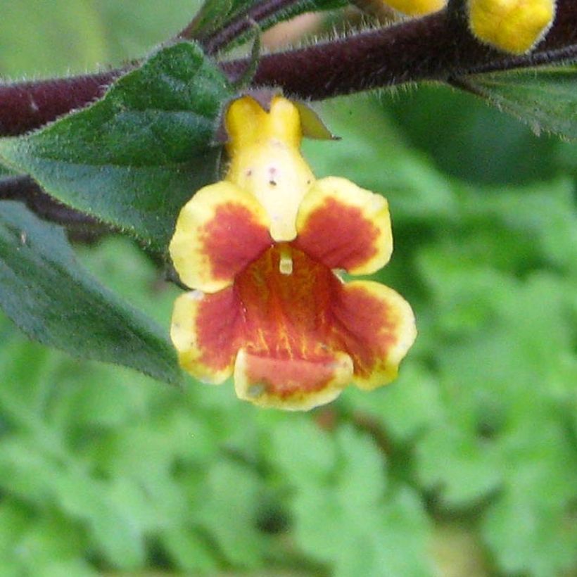 Titanotrichum oldhamii  (Floraison)