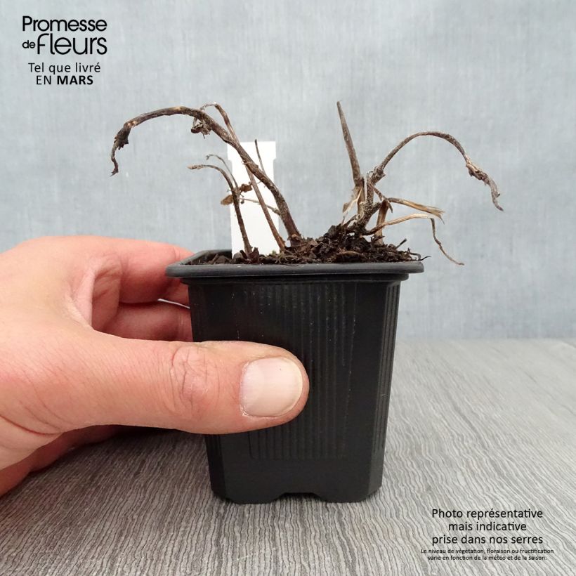 Spécimen de Titanotrichum oldhamii - Godet de 8cm tel que livré au printemps
