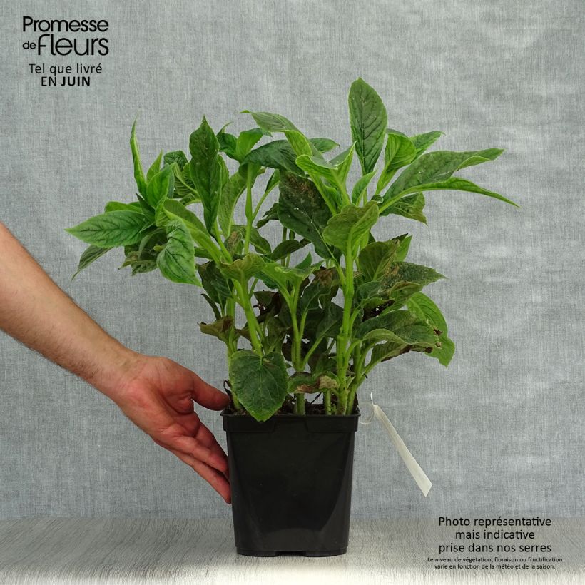 Spécimen de Titanotrichum oldhamii  Pot de 2L/3L tel que livré en été