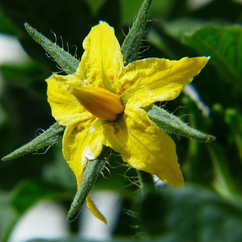 Tomate Ananas en plants GREFFES (Floraison)