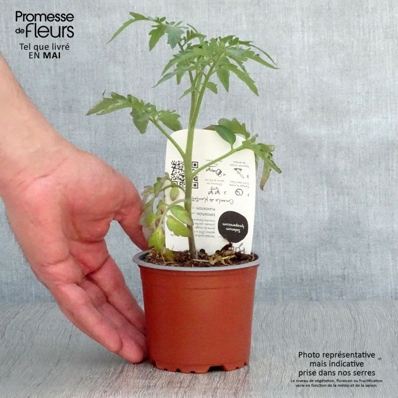 Spécimen de Tomate Ananas BIO Pot de 10,5 cm tel que livré au printemps