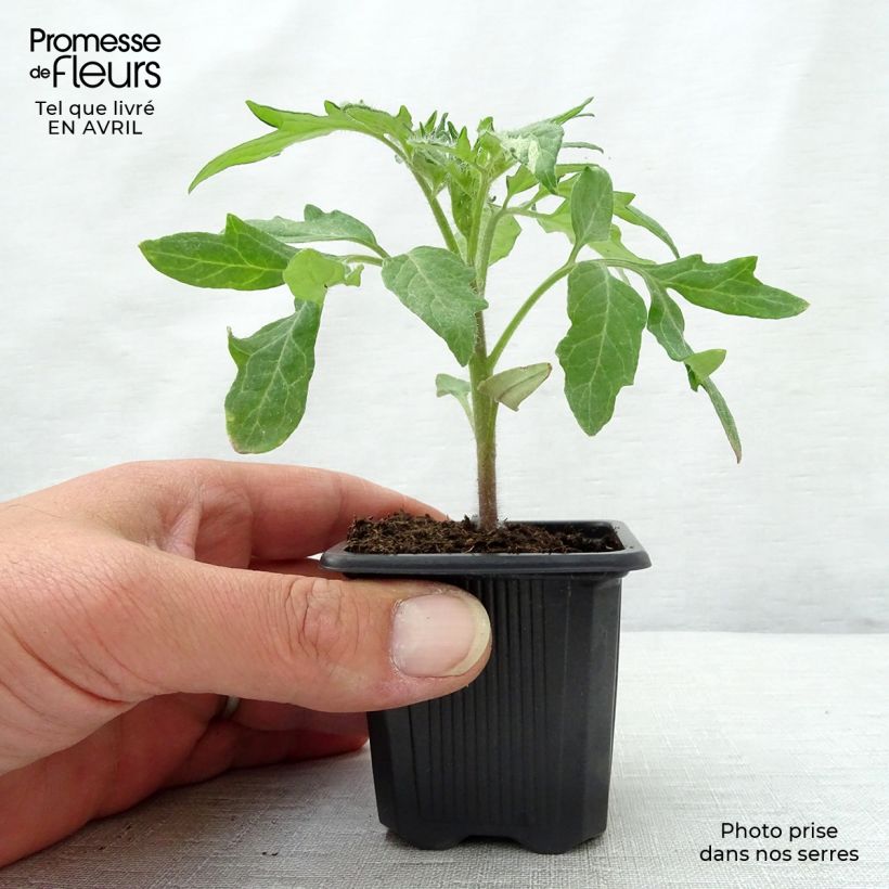 Spécimen de Tomate Ananas en plants Godet de 7/8 cm tel que livré au printemps